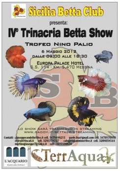 4 trinacria betta show