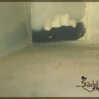 Saddy00001