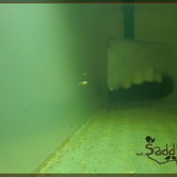 Saddy00003