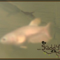 Saddy00010
