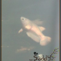 Saddy00012