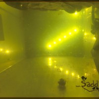 Saddy00012