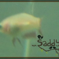 Saddy00015