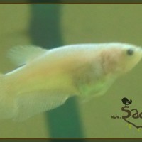 Saddy00015