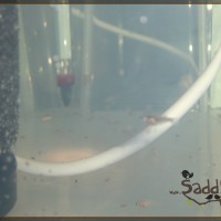 Saddy00017