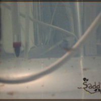 Saddy00018