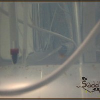 Saddy00019