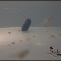Saddy00032