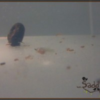 Saddy00034