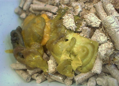 yellow ferret poop